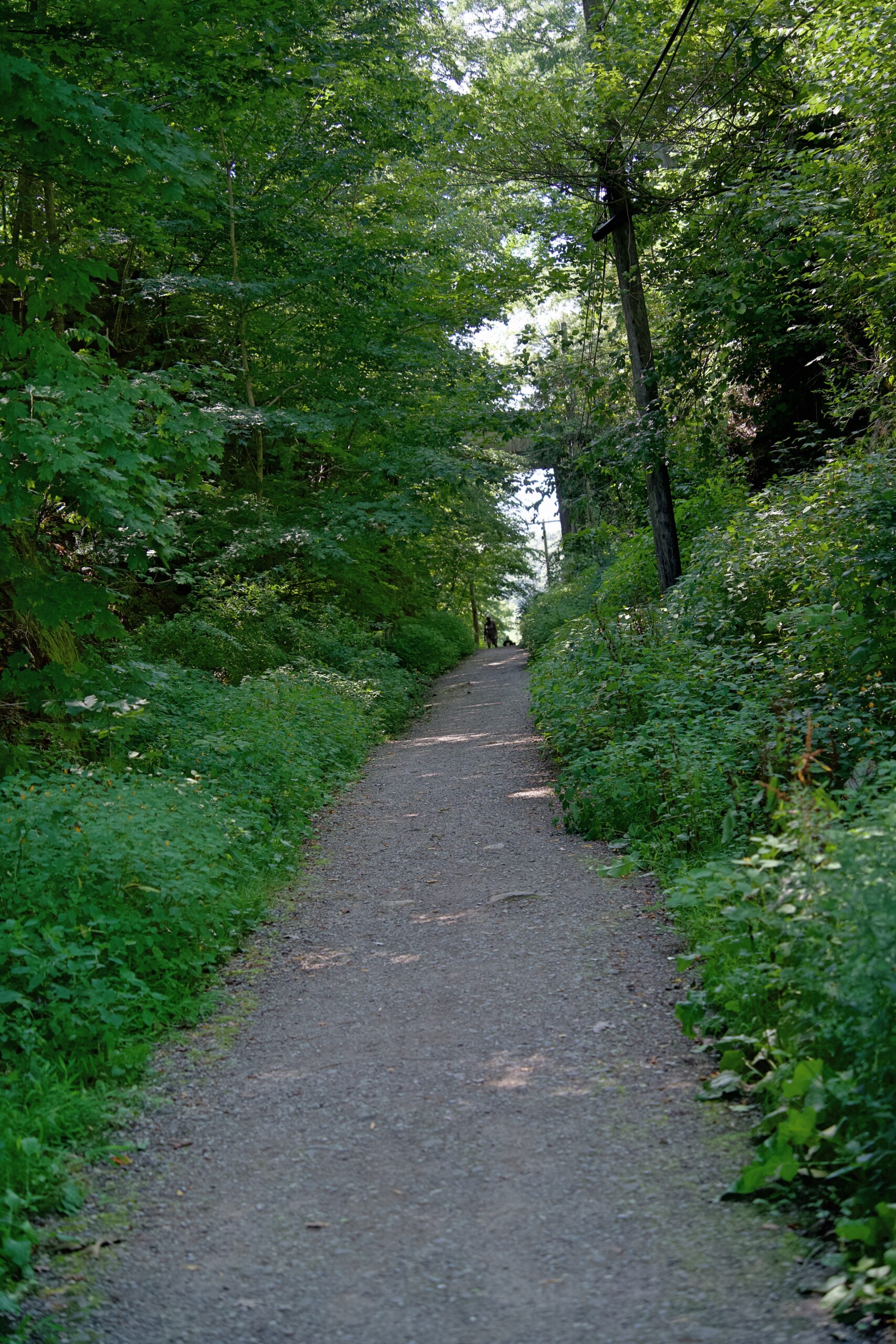 A wooded path at Stoney Creek.