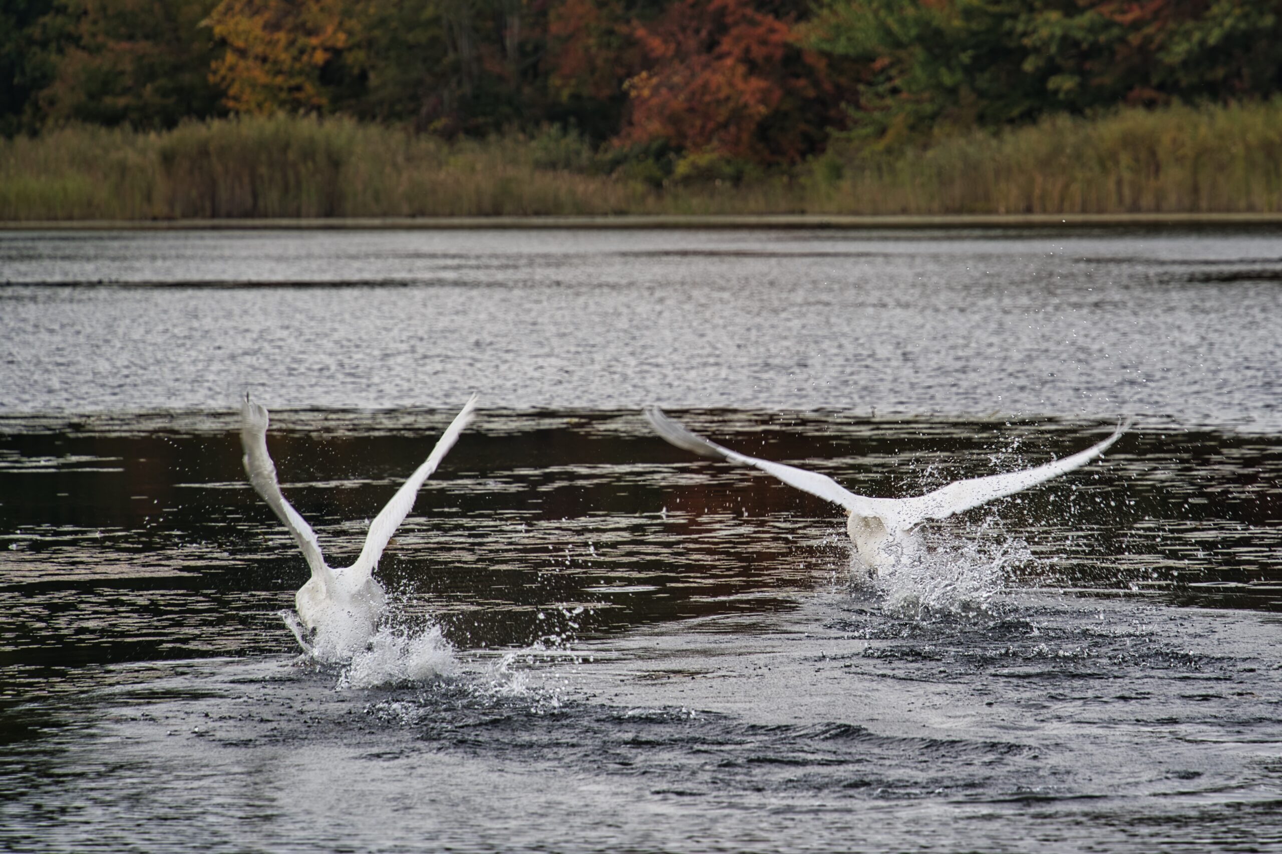 Two swans taking flight together from a pond.