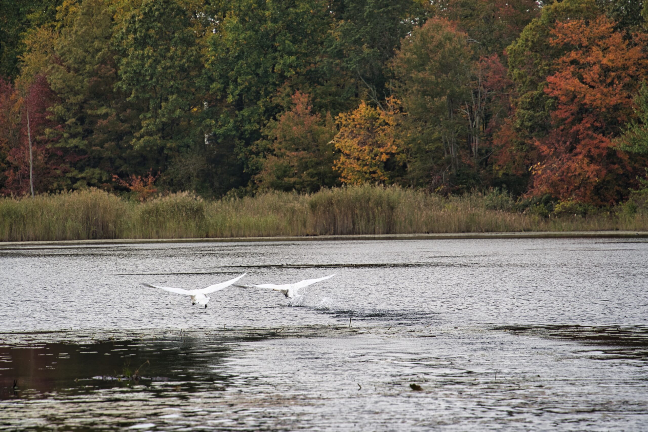 Two swans flying just above a pond, with autumn trees along the far shore.