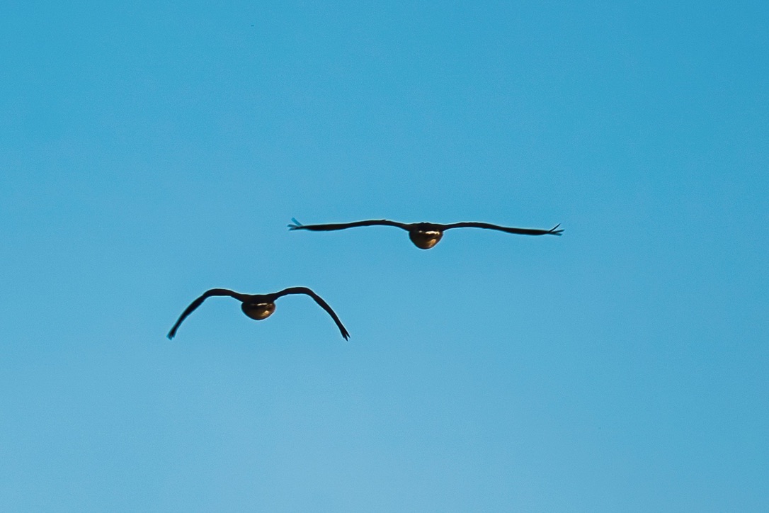 Two birds gliding toward the viewer with wings outstretched against a clear blue sky.