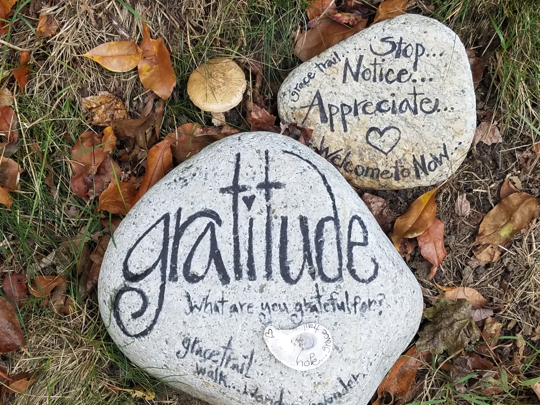 Handwritten messages of gratitude on stones among leaves outdoors.