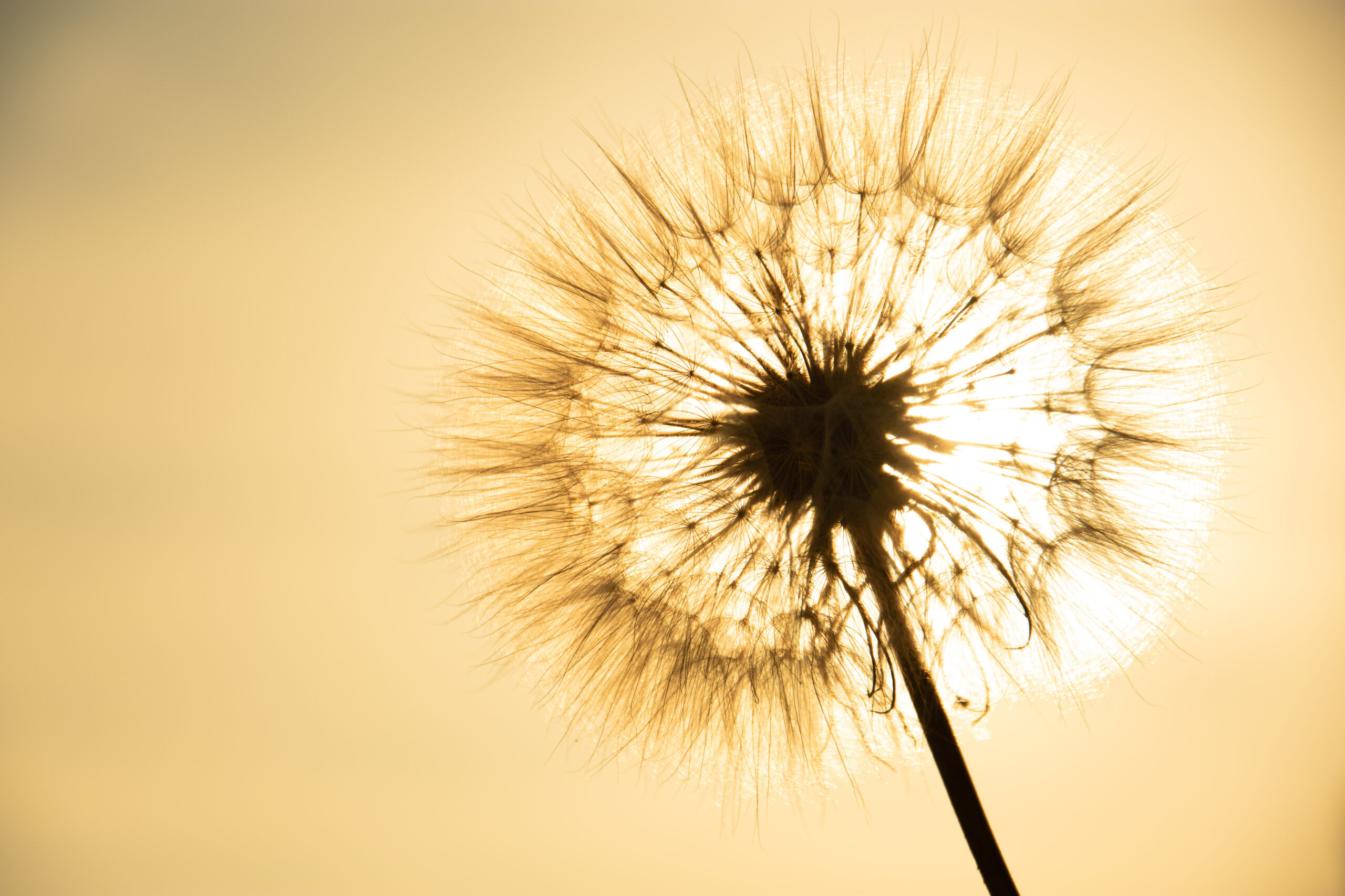 A dandelion seed head backlit by warm evening light.